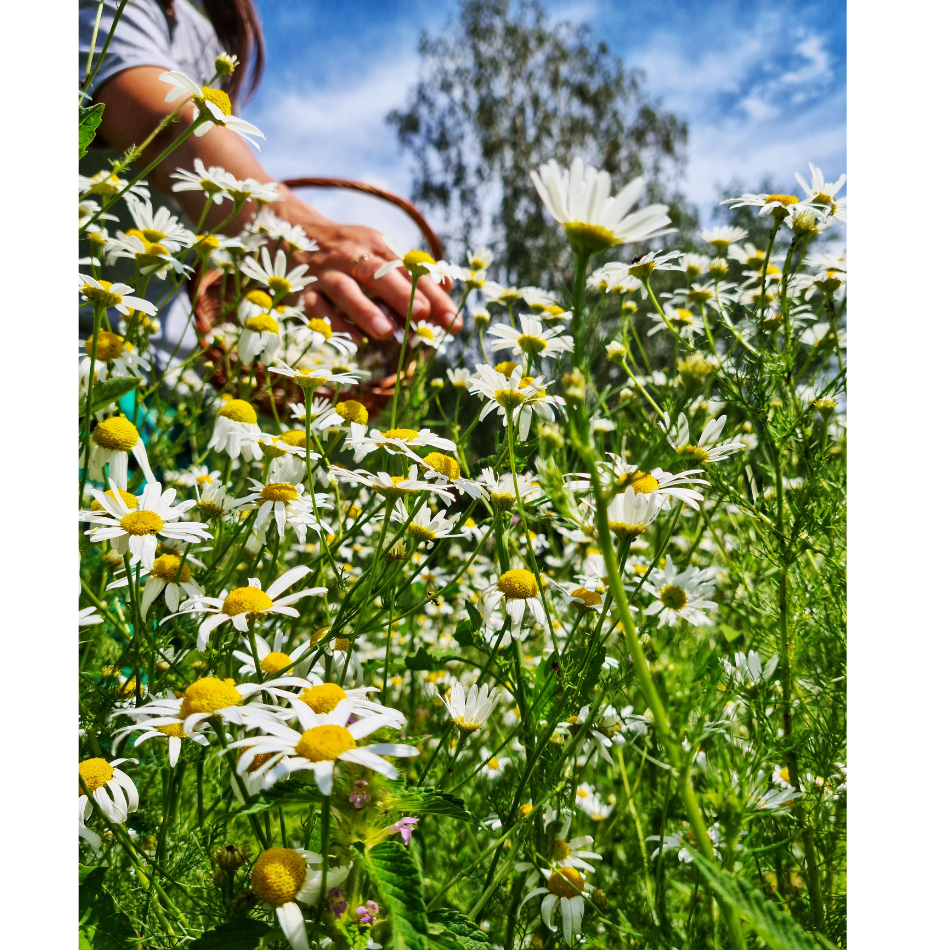 Chamomile Tea (28 Tea Bags)