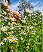 Chamomile Tea (28 Tea Bags)