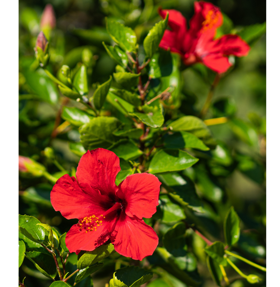 Hibiscus and Apple (28 Tea Bags)