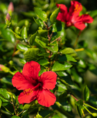 Hibiscus and Apple (28 Tea Bags)