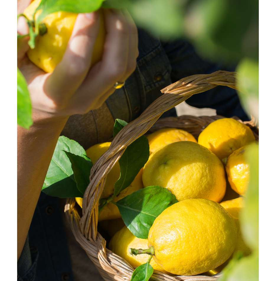 Lemon Blossom Tisane (28 Tea Bags)