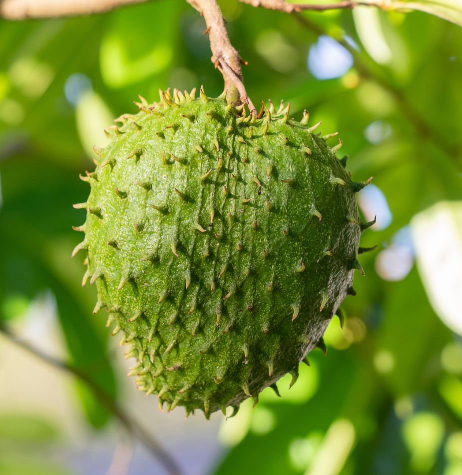 Soursop Green tea (25 Tea Bags) - Olinda Teas